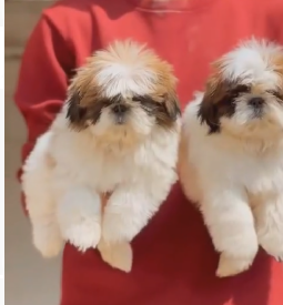 Shih Tzu dog price in Chennai